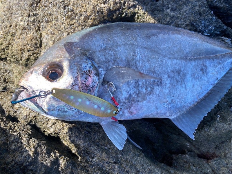 シーバス、ヒラメ、ヒラスズキ、青物 ヒラスズキ＆青物磯の2大人気魚攻略のカギはコンパクトでタフな